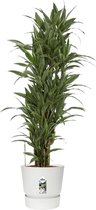 Hellogreen Kamerplant - Dracaena Drakenbloedboom Warneckei - ↕ 120 cm - Elho Greenville wit