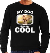 Chihuahua honden trui / sweater my dog is serious cool zwart - heren - Chihuahuas liefhebber cadeau sweaters XL