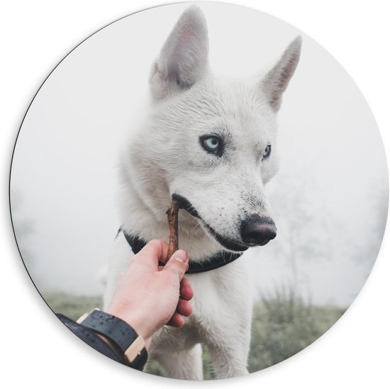 Dibond Wandcirkel - Witte Hond met Takje - 80x80cm Foto op Aluminium Wandcirkel (met ophangsysteem)