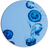 Dibond Wandcirkel - Blauwe Kwallen in het Water - 50x50cm Foto op Aluminium Wandcirkel (met ophangsysteem)