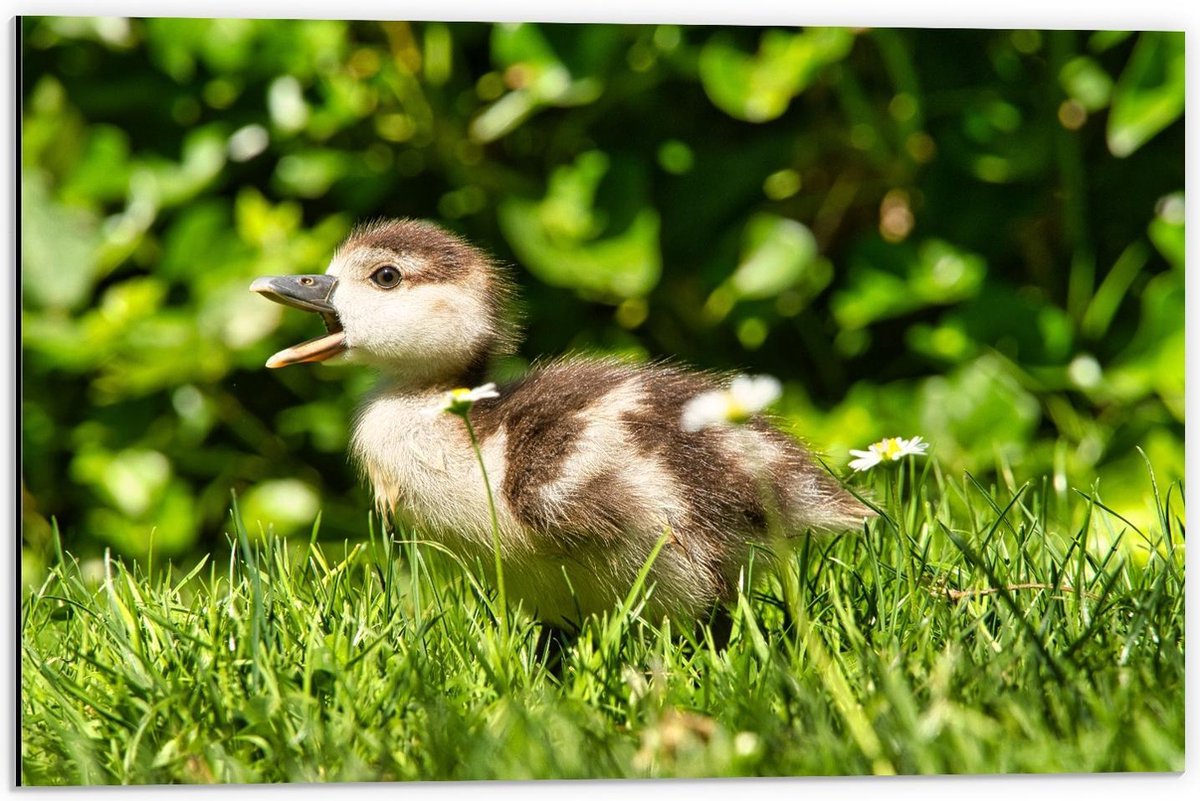 Dibond - Baby Eend in Groen Gras - 60x40cm Foto op Aluminium (Met Ophangsysteem)