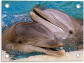 Tuinposter – Mooie Dolfijnen in het Water - 40x30cm Foto op Tuinposter  (wanddecoratie voor buiten en binnen)