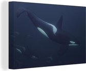 Canvas Schilderij Groep voorbijzwemmende orka's - 60x40 cm - Wanddecoratie