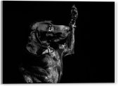 Acrylglas - Hond die aan Poot likt in Zwart Wit  - 40x30cm Foto op Acrylglas (Met Ophangsysteem)