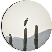 Dibond Wandcirkel - Reiger op Cactussen - 20x20cm Foto op Aluminium Wandcirkel (met ophangsysteem)