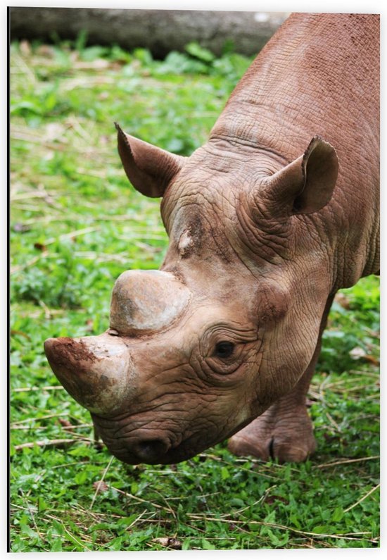 Dibond - Schattige Neushoorn in het Gras - 40x60cm Foto op Aluminium (Wanddecoratie van metaal)