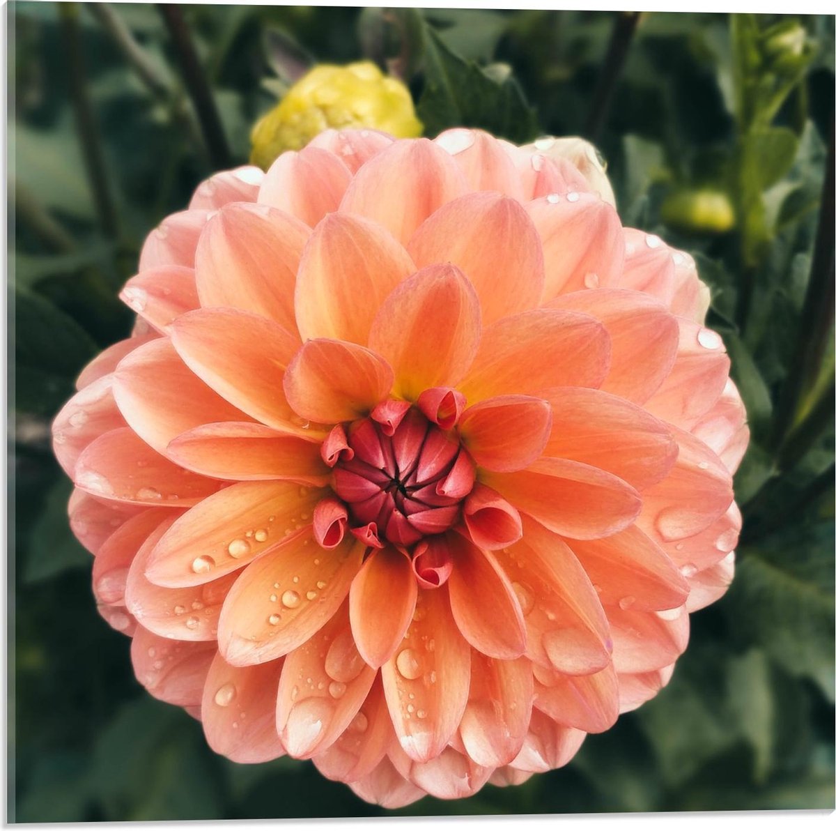 Plexiglas - Dahlia Bloem tussen Groen - 50x50cm Foto op Plexiglas (Met Ophangsysteem)