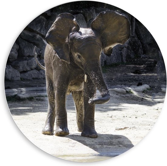 Bol Com Forex Wandcirkel Olifant Met Flapperende Oren 80x80cm Foto Op Wandcirkel Met