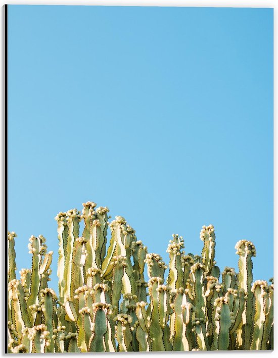 Dibond - Allemaal Groene Cactussen met Blauwe Achtergrond - 30x40cm Foto op Aluminium (Wanddecoratie van metaal)