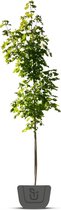 Esdoorn | Acer platanoides Emerald Queen | Stamomtrek: 10-12 cm