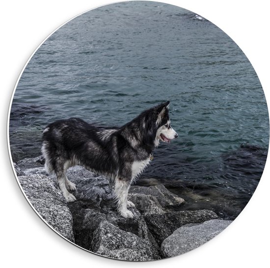 Forex Wandcirkel - Hond op Rotsen bij het Water - 40x40cm Foto op Wandcirkel (met ophangsysteem)