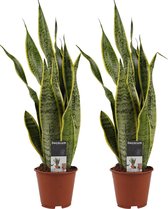 Kamerplanten van Botanicly – 2 × Vrouwentongen – Hoogte: 55 cm – Sansevieria Laurentii