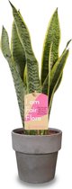 Kamerplant van Botanicly – Vrouwentongen met grijze sierpot als set – Hoogte: 40 cm – Sansevieria trif. Laurentii