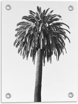 Tuinposter – Mooie Palmboom Zwart - Wit - 30x40cm Foto op Tuinposter  (wanddecoratie voor buiten en binnen)