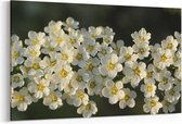 Schilderij - White flowers — 90x60 cm