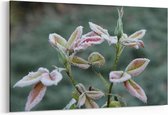 Schilderij - Bevroren plant — 100x70 cm