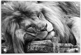 Tuinposter – Liggende Leeuw Zwart - Wit - 60x40cm Foto op Tuinposter  (wanddecoratie voor buiten en binnen)