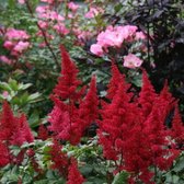 12 x Astilbe Fanal - Spirea in 9x9cm pot met hoogte 5-10cm