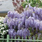 8 x Wisteria sinensis 'Prolific' - Blauwe Regen in C2.5 liter pot met hoogte 50-60cm