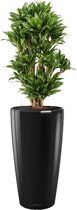 Dracaena Compacta in watergevende Rondo zilver | Drakenbloedboom