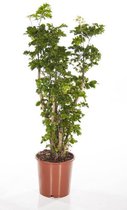 Polyscias Aralia Roble M | Kamerboom