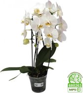 Phalaenopsis Cascade wit | Orchidee