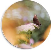 Forex Wandcirkel - Bruine Vlinder op de Bloemen - 40x40cm Foto op Wandcirkel (met ophangsysteem)