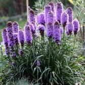 25 x Liatris spicata - Lampenpoetser in 9x9cm pot met hoogte 5-10cm