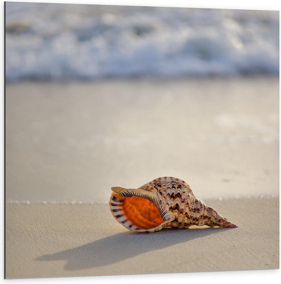 Dibond - Schelp aan de Zee - Foto op Aluminium (Wanddecoratie van metaal)