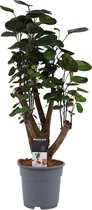 Kamerplant van Botanicly – Polyscias Fabian – Hoogte: 50 cm