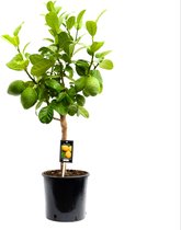 Fruitgewas van Botanicly – Citrus Bergamot – Hoogte: 85 cm