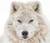 Poster Dieren Witte wolf 50x40 cm - Reinders
