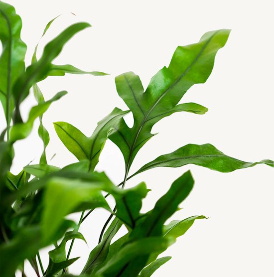 Microsorum diversifolium kopen