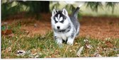 WallClassics - Dibond - Siberische Husky Pup Rennend door het Gras - 100x50 cm Foto op Aluminium (Met Ophangsysteem)