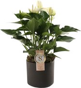 Anthurium White in Bari Keramiek Grey ↨ 40cm - hoge kwaliteit planten