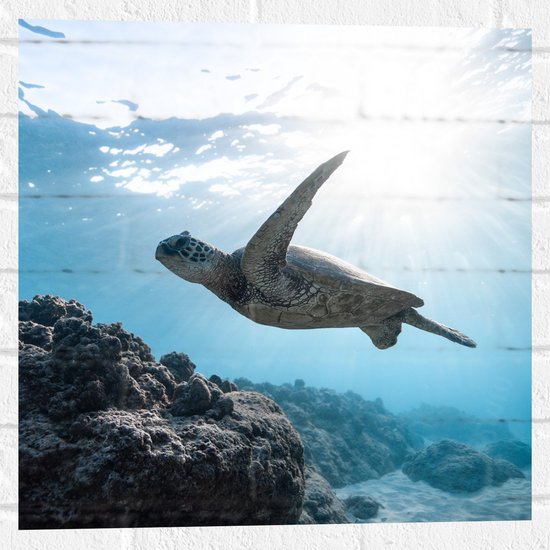 WallClassics - Muursticker - Schilpad Zwemmend onder Water - 50x50 cm Foto op Muursticker