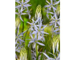 16x Indianenbloem 'Camassia cusickii' - BULBi® Bloembollen met bloeigarantie