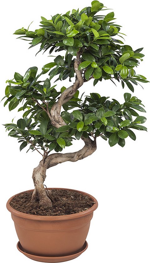 Menagerry capaciteit Honger Ficus Gin Seng Bonsai - Bakker Mondo - Groene Plant- Hoogte 70 cm | bol.com