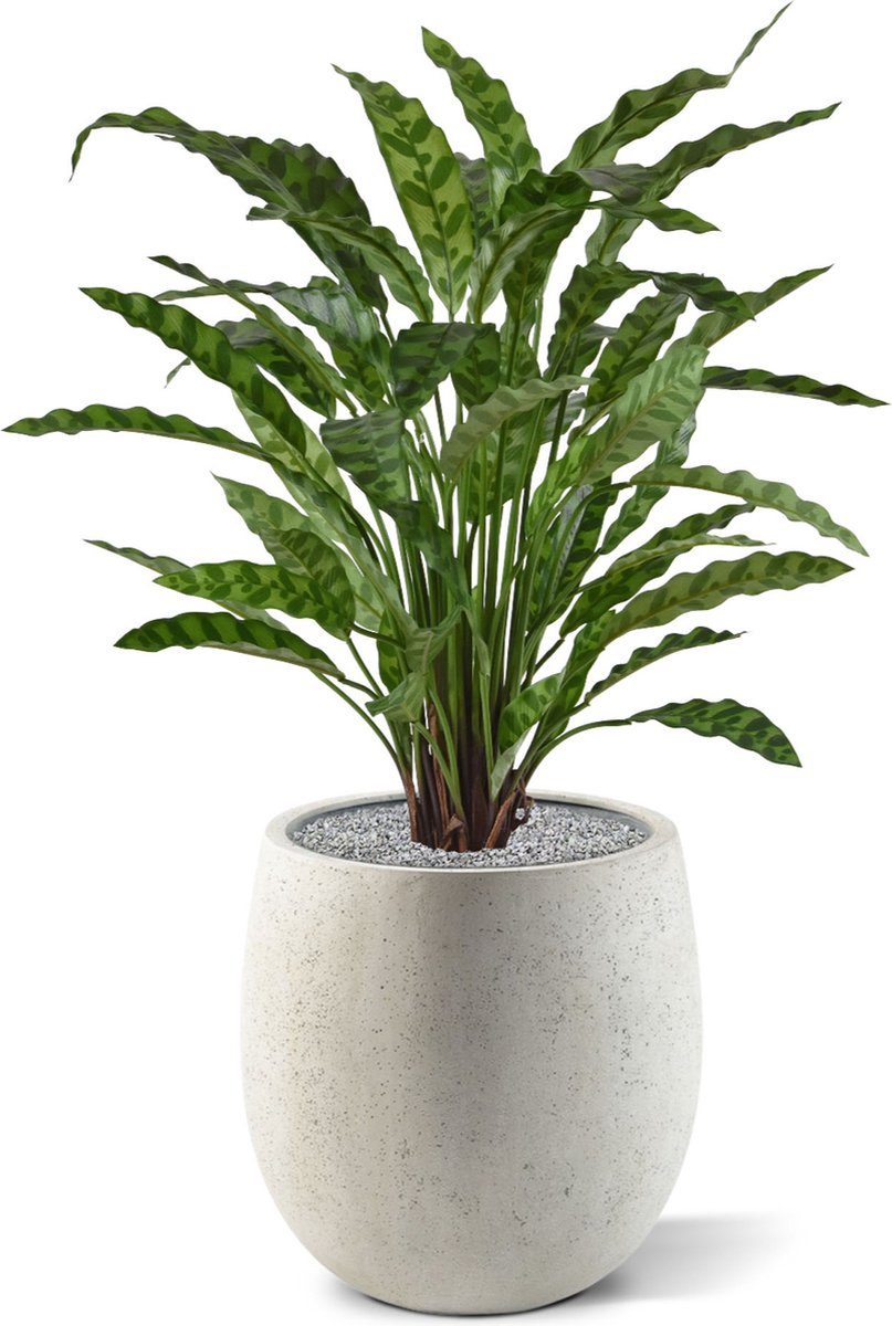 maxifleur Kunstplanten Calathea Leopardina kunstplant 60cm Groen