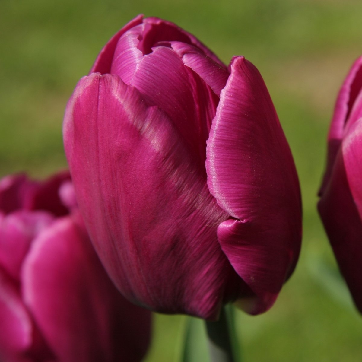 Tulp Purple Prince | 10 stuks | Enkel vroeg | Paars | Tulpenbollen