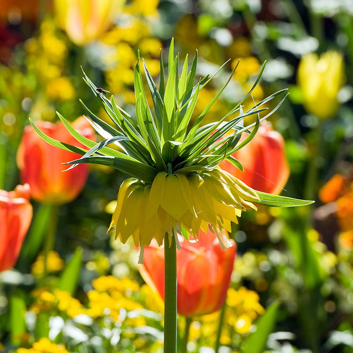 Fritillaria imperialis Lutea | Geel | Fritillaria Bollen