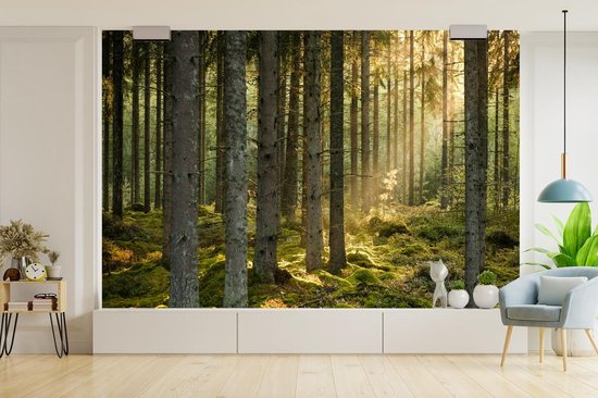 Papier peint - Papier peint photo Forêt - Arbre - Soleil - Largeur 420 cm x hauteur 280 cm