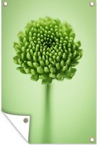 Muurdecoratie Groene botanische chrysant bloem met een wazige achtergrond - 120x180 cm - Tuinposter - Tuindoek - Buitenposter