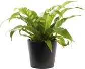 Plant in hydrocultuur systeem van Botanicly: Nestvaren met weinig onderhoud – in antraciet kleurig hydrocultuur sierpot – Hoogte: 30 cm – Asplenium Antiquum