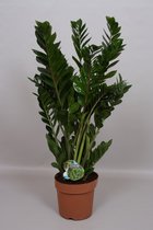 Kamerplant van Botanicly – Zamioculcas zamiifolia – Hoogte: 90 cm, 10 takken