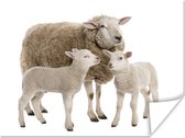 Poster Schaap - Dieren - Lam - 160x120 cm XXL