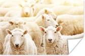 Poster Schapen - Wol - Wit - 180x120 cm XXL