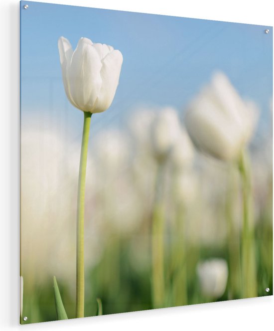 Artaza Glasschilderij - Witte Tulpen - Bloemen - 70x70 - Plexiglas Schilderij - Foto op Glas