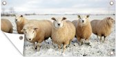 Schuttingposter Groep nieuwsgierige schapen - 200x100 cm - Tuindoek