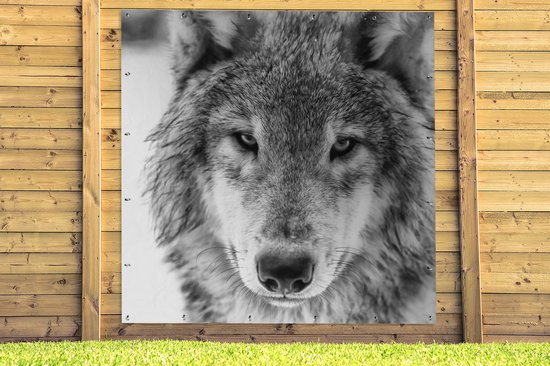 Poster de Jardin Loup en hiver en noir et blanc - 200x200 cm - Toile jardin - Poster extérieur